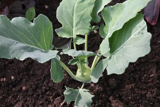 A young kohlrabi plant with a swelling pale green bulb in dark garden soil