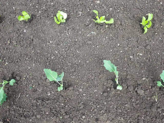 Alternating rows of kohlrabi and lettuce in a vegetable bed