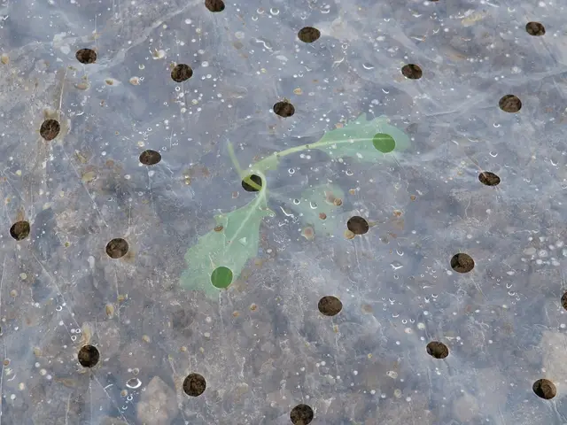 A young kohlrabi plant under perforated plastic film in March