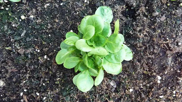 A single lamb's lettuce rosette ready for cutting