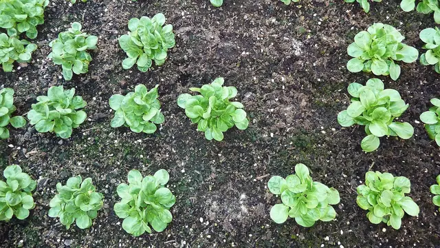 Rows of lamb's lettuce rosettes in a vegetable bed in late winter