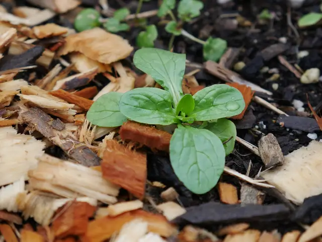 Lamb's lettuce rosettes growing in a garden bed in January