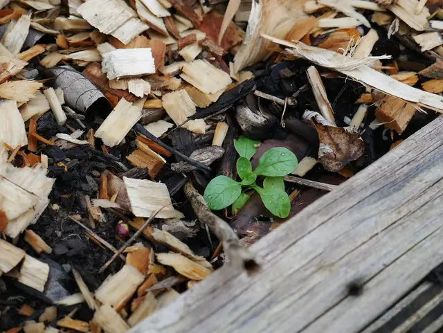 A young lamb's lettuce plant in a mulched winter bed