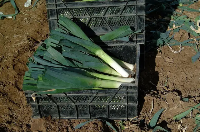 Freshly harvested, trimmed leeks laid in crates on the soil