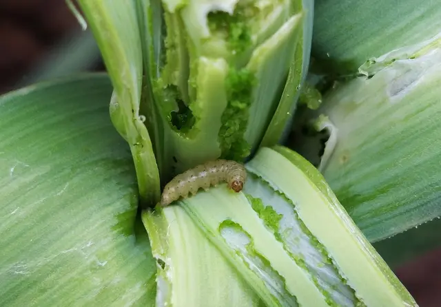 A leek moth caterpillar in a badly chewed leek plant