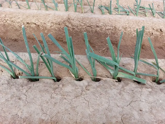 Young leek plants set in a row of deep holes along a ridge of soil
