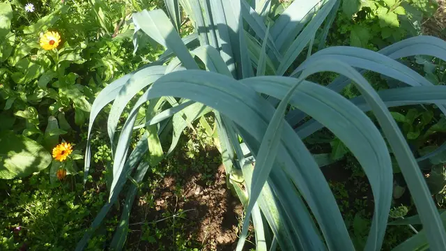 Blue-green leek plants growing in a garden bed next to marigolds