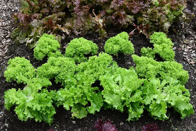 Lettuces growing in a garden salad bed