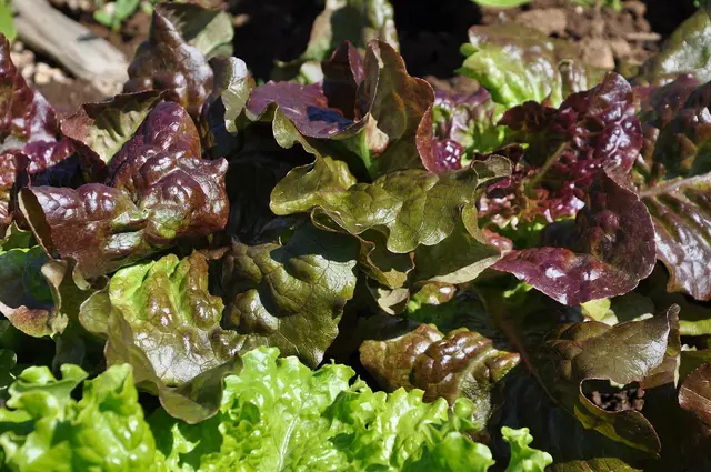 Densely sown loose-leaf lettuces ready for picking