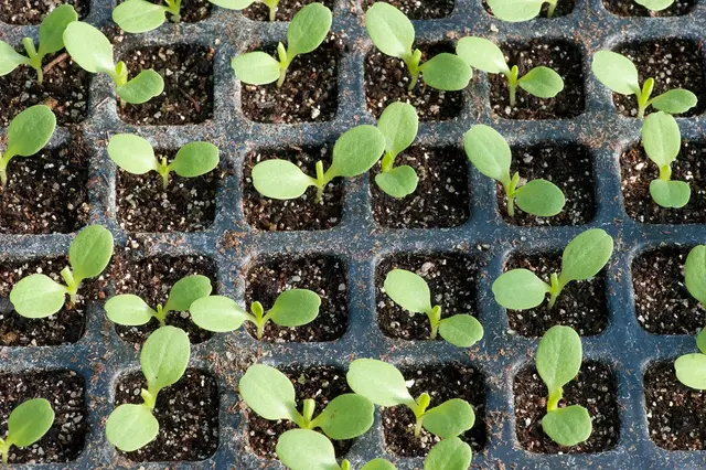A tray of week-old lettuce seedlings with their first leaves