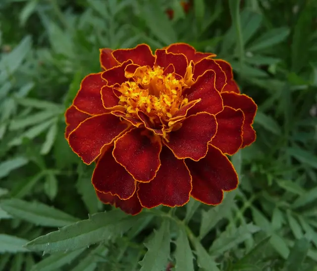 A double French marigold flower in deep red with a golden centre