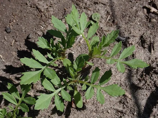 A young African marigold plant with feathery leaves in bare soil