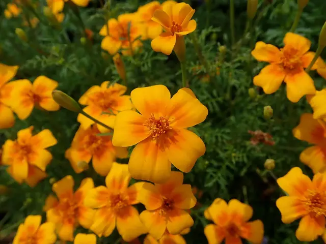 A mass of small orange signet marigold flowers above fine feathery leaves