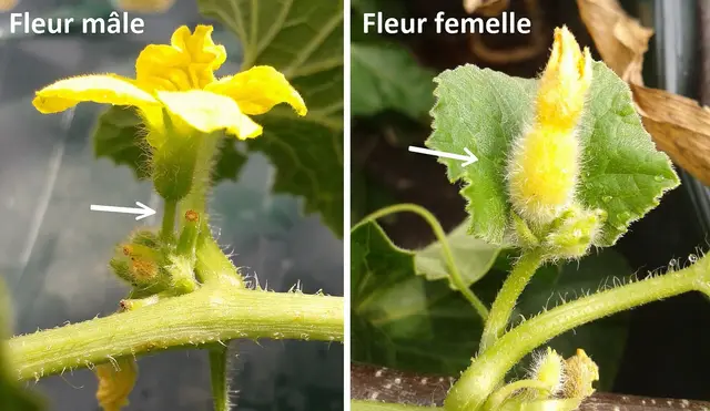 Side-by-side photos of a male melon flower and a female flower with a small fruit behind it, labelled in French