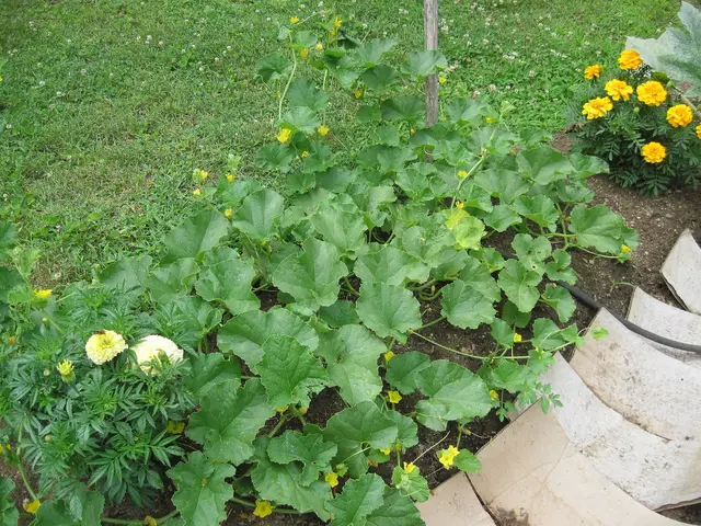 A sprawling melon plant with yellow flowers in a home vegetable bed