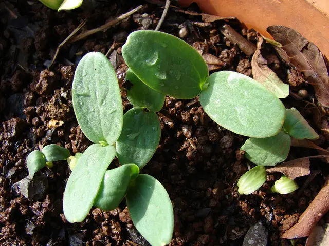 Melon seedlings with their first leaves in dark soil