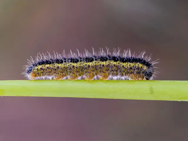 A hairy large cabbage white caterpillar on a nasturtium stem