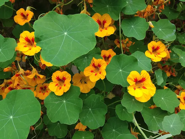 A dense bed of nasturtiums with round leaves and yellow flowers with red centres