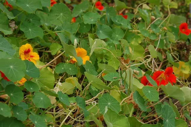 Nasturtiums with yellow, orange and red flowers among round leaves