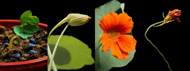 Four stages of a nasturtium: seedling in a pot, flower bud, open orange flower and closed flower