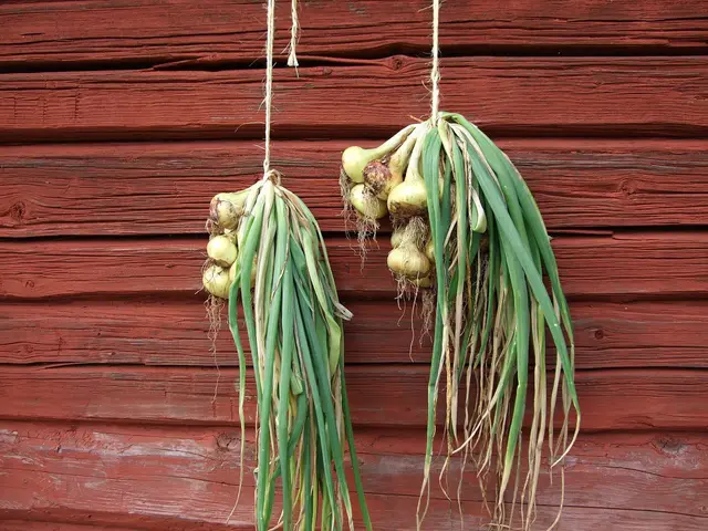 Two bunches of onions hanging by their leaves to dry against a red wooden wall