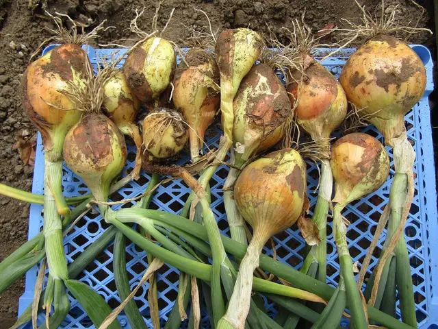 Freshly pulled onions with their leaves still on, in a garden crate
