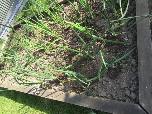Young onion plants growing in rows in a wooden raised bed