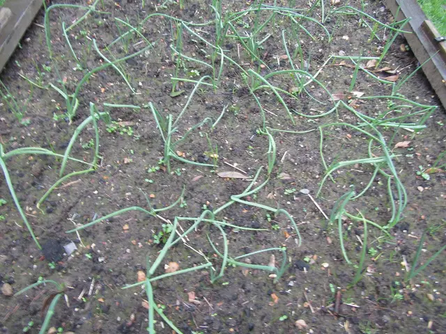 Rows of young onion plants in a vegetable patch in late November