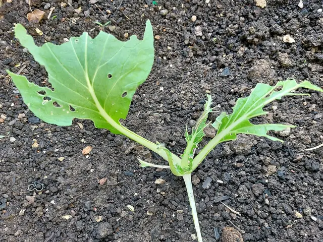 A young pak choi plant with ragged, holed leaves eaten by cabbage white caterpillars