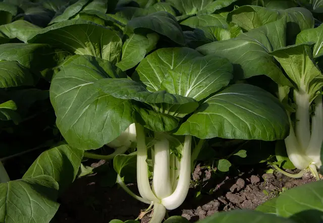 Pak choi plants with broad green leaves and thick white stalks growing in a vegetable bed