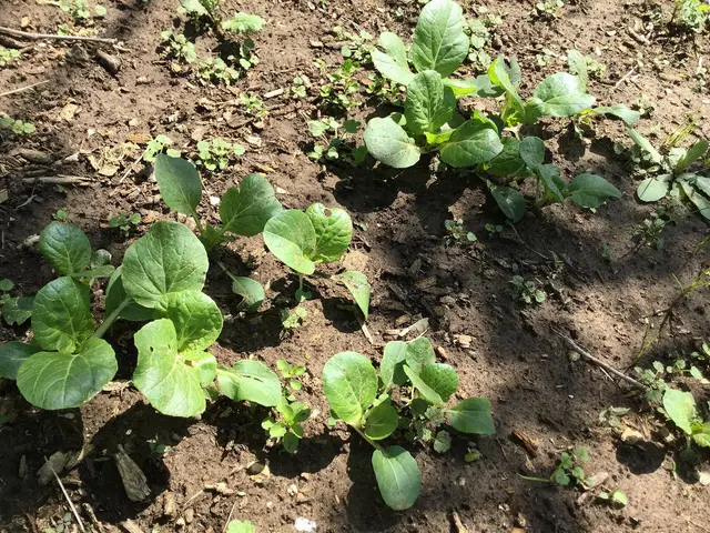 Young pak choi plants with a few rounded leaves in bare garden soil