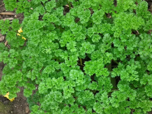 Curly parsley growing in a garden bed in Heidelberg