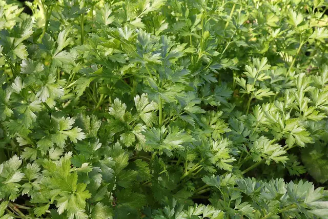 A dense patch of flat-leaf parsley growing in a garden