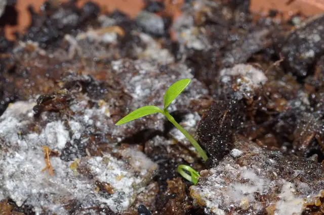 A tiny parsley seedling with its first two leaves in a pot of compost