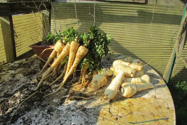 Freshly lifted parsnips with their leaves, laid out on a garden table