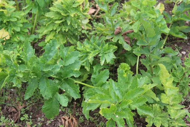 Leafy parsnip plants growing in a monastery kitchen garden in August
