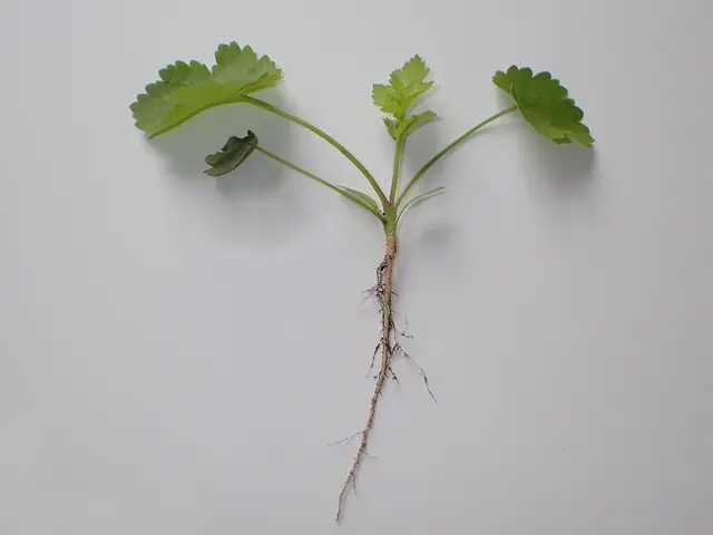 A young parsnip seedling with its first leaves and a thin taproot on a white background