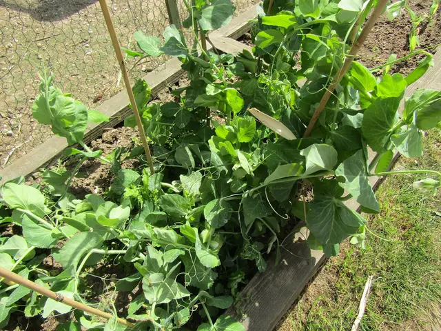 Young pea plants in a raised bed, climbing canes and string