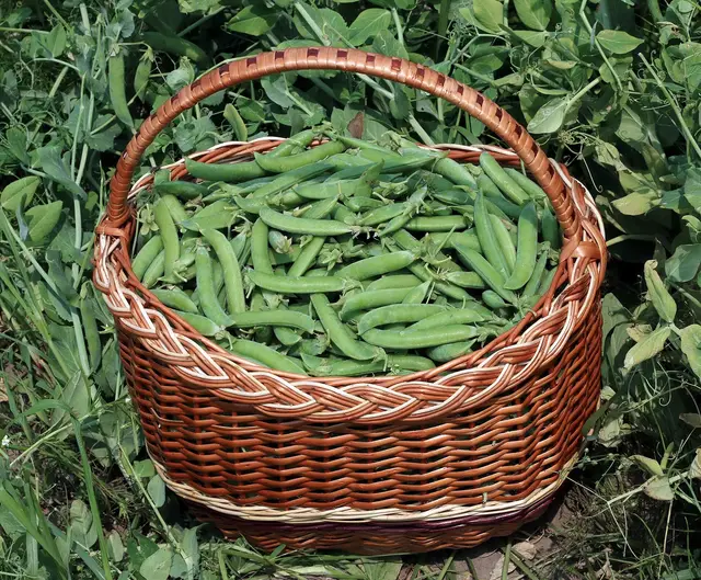 A wicker basket full of freshly picked pea pods in a pea patch