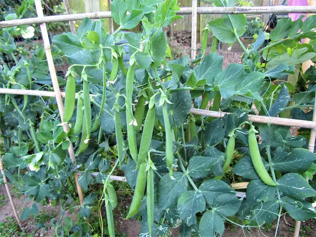 Pea plants climbing a cane frame, hung with plump green pods