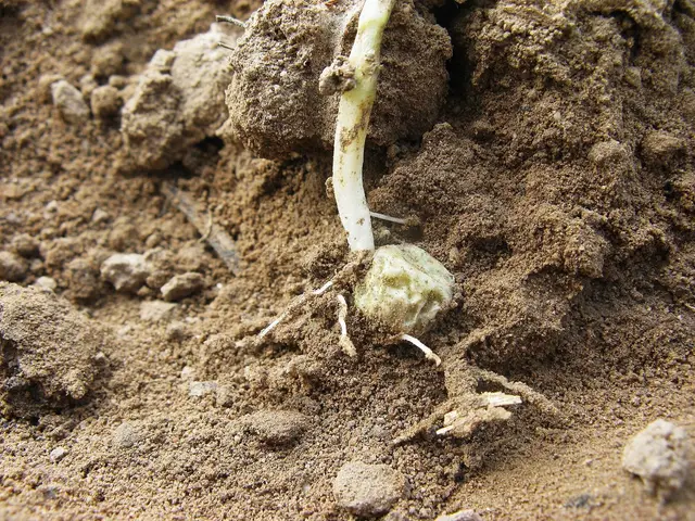 A germinated pea seed in soil, with its first shoot and roots exposed