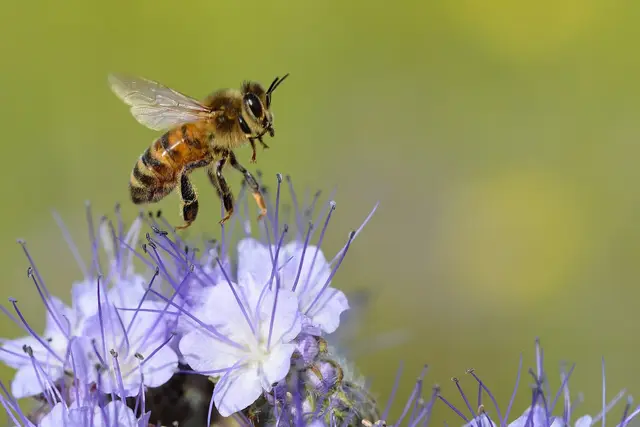 A honeybee collecting nectar from a phacelia flower