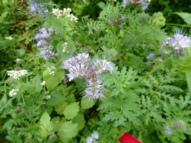 Curled flower heads of phacelia opening among feathery leaves