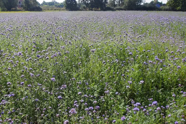 A field of flowering lavender-blue phacelia
