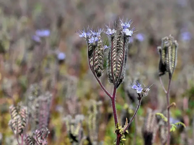 Phacelia stems with seed heads forming after flowering
