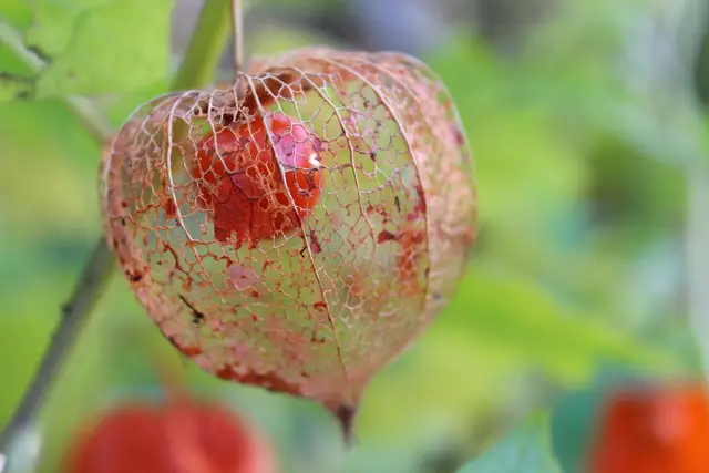 A red Chinese lantern husk, turned to a lace-like skeleton, around an orange berry
