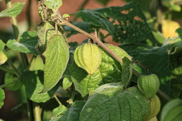 A physalis plant with green lantern-shaped husks in a garden