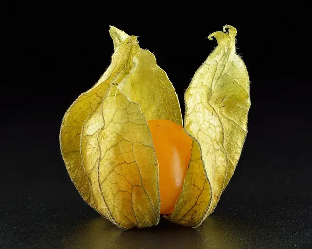 A ripe orange physalis berry in an opened, papery straw-coloured husk