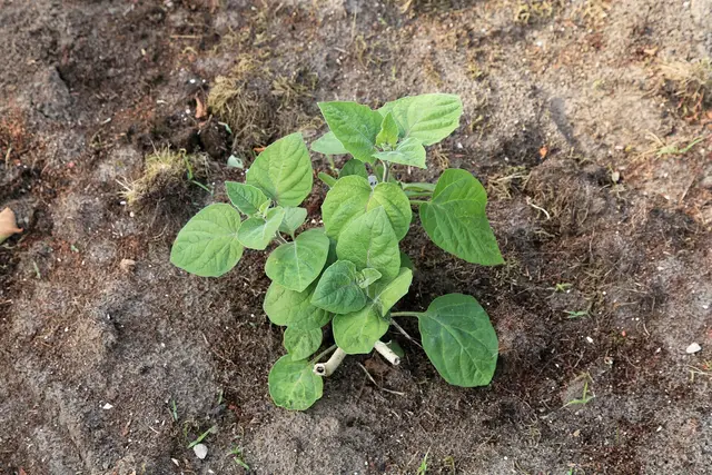 A young physalis plant freshly planted out in bare garden soil