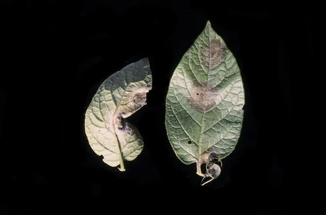Two potato leaves with brown late blight lesions